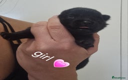 Pomeranian dogs for sale: Beautiful litter teddy bear poms  - Image 12