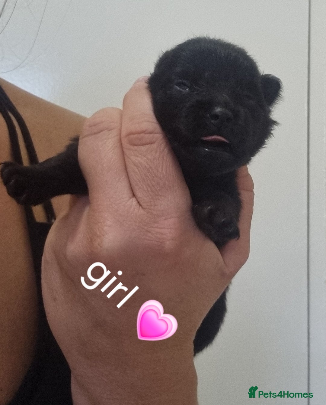 Pomeranian dogs for sale: Beautiful litter teddy bear poms  - Image 12