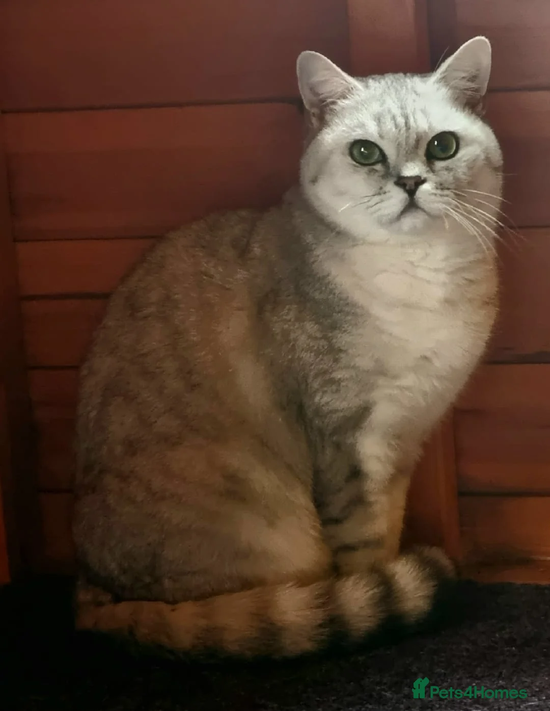 British Shorthair cats for sale: ✨Outstanding Quality British Shorthair Kittens✨ - Advert 8