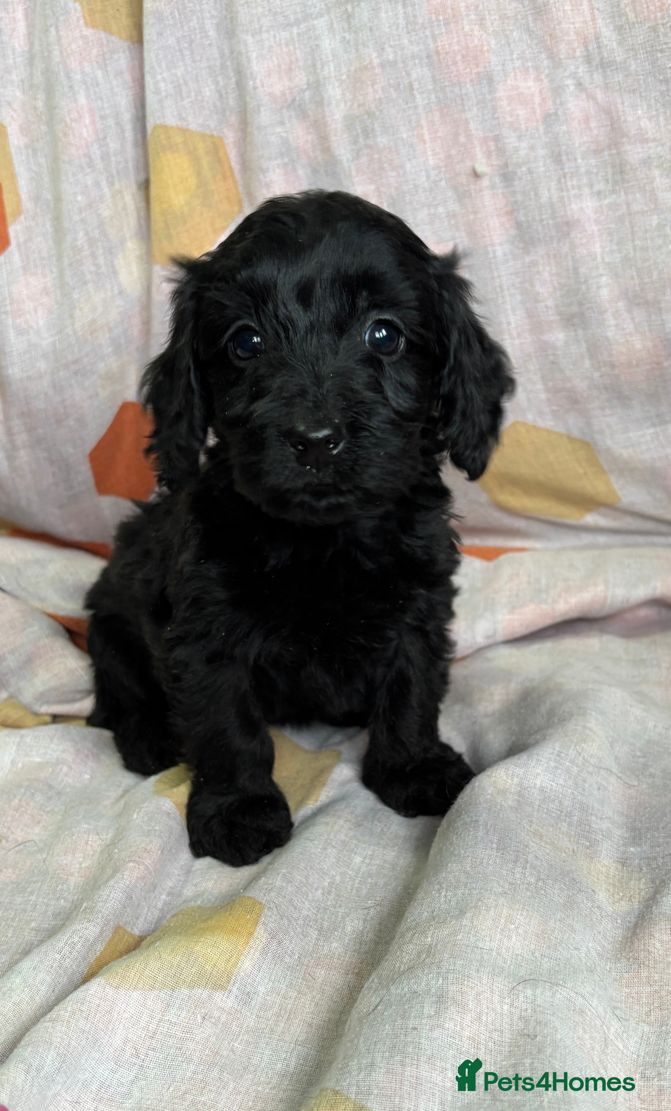 Doxiepoo dogs 2 LEFT GORGEOUS DOXIEPOO PUPPIES  - Advert 1