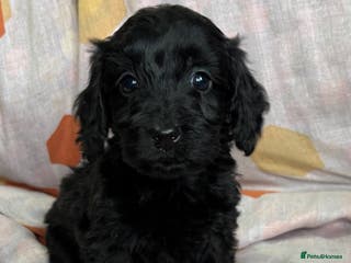 Doxiepoo dogs 1 LEFT!!!! GORGEOUS DOXIEPOO PUPPIES - Advert 6