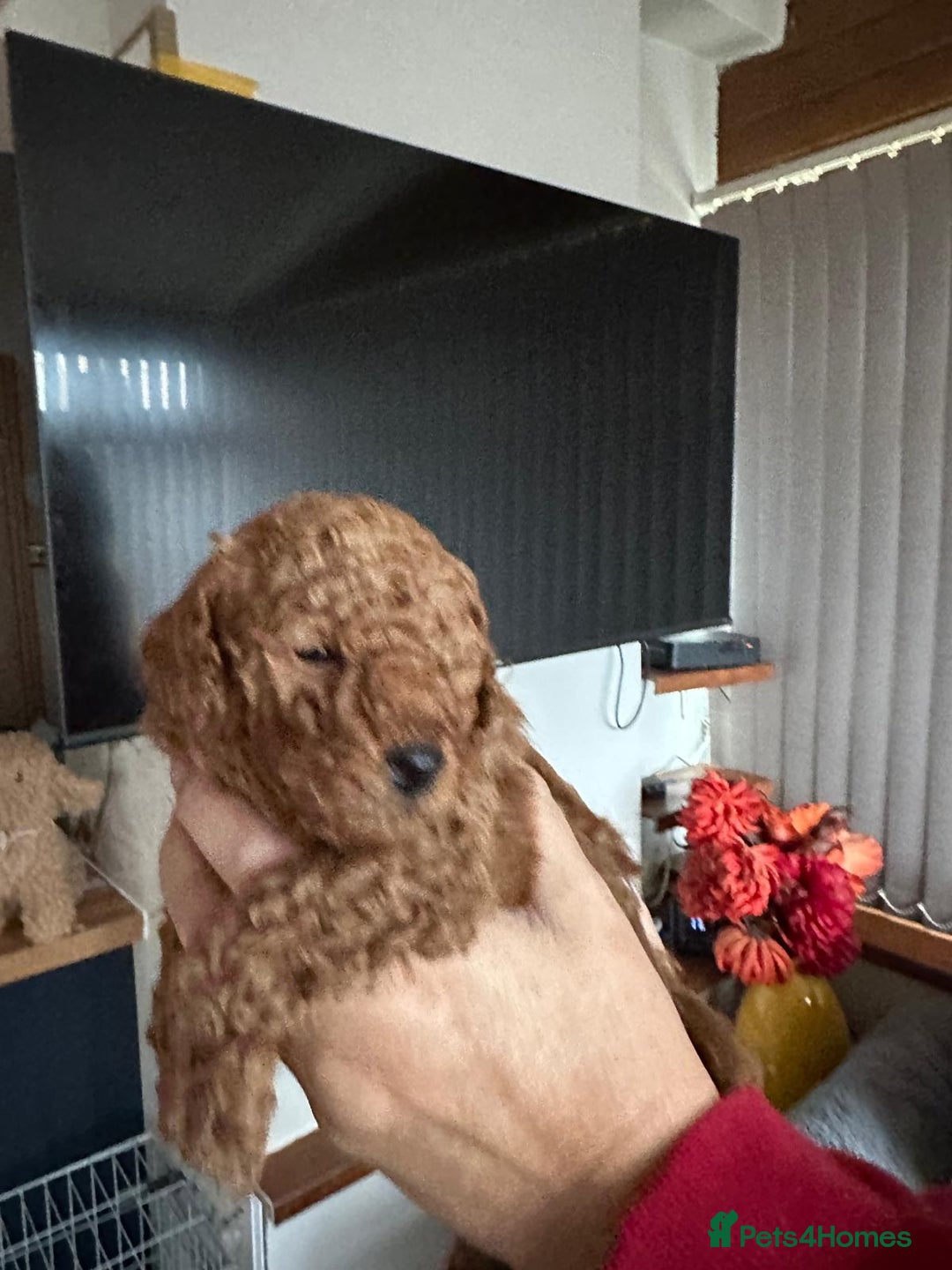 Toy Poodle dogs for sale: Toy poodles, both parents kc reg, 5 generations  - Advert 5