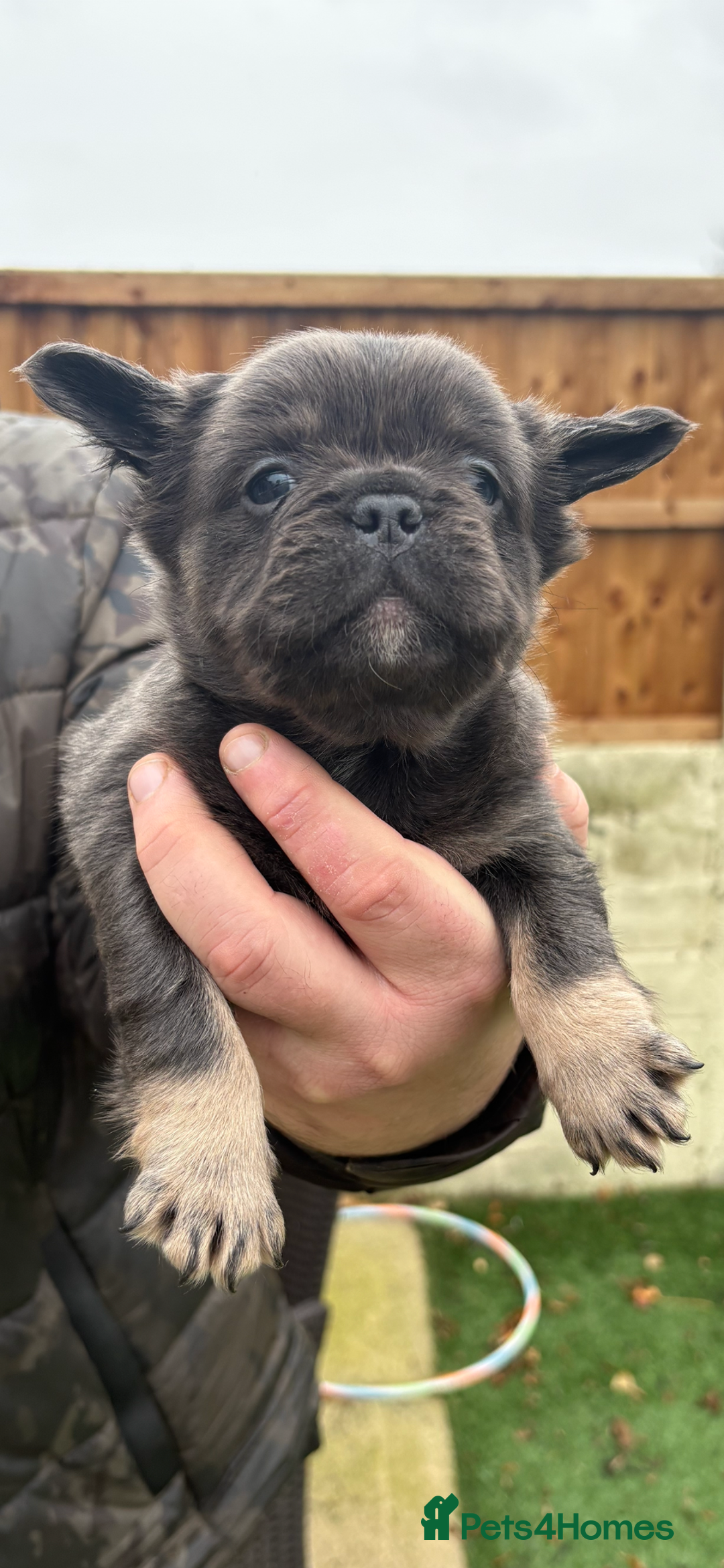 French Bulldog dogs for sale: French Bulldog Puppys - Advert 5