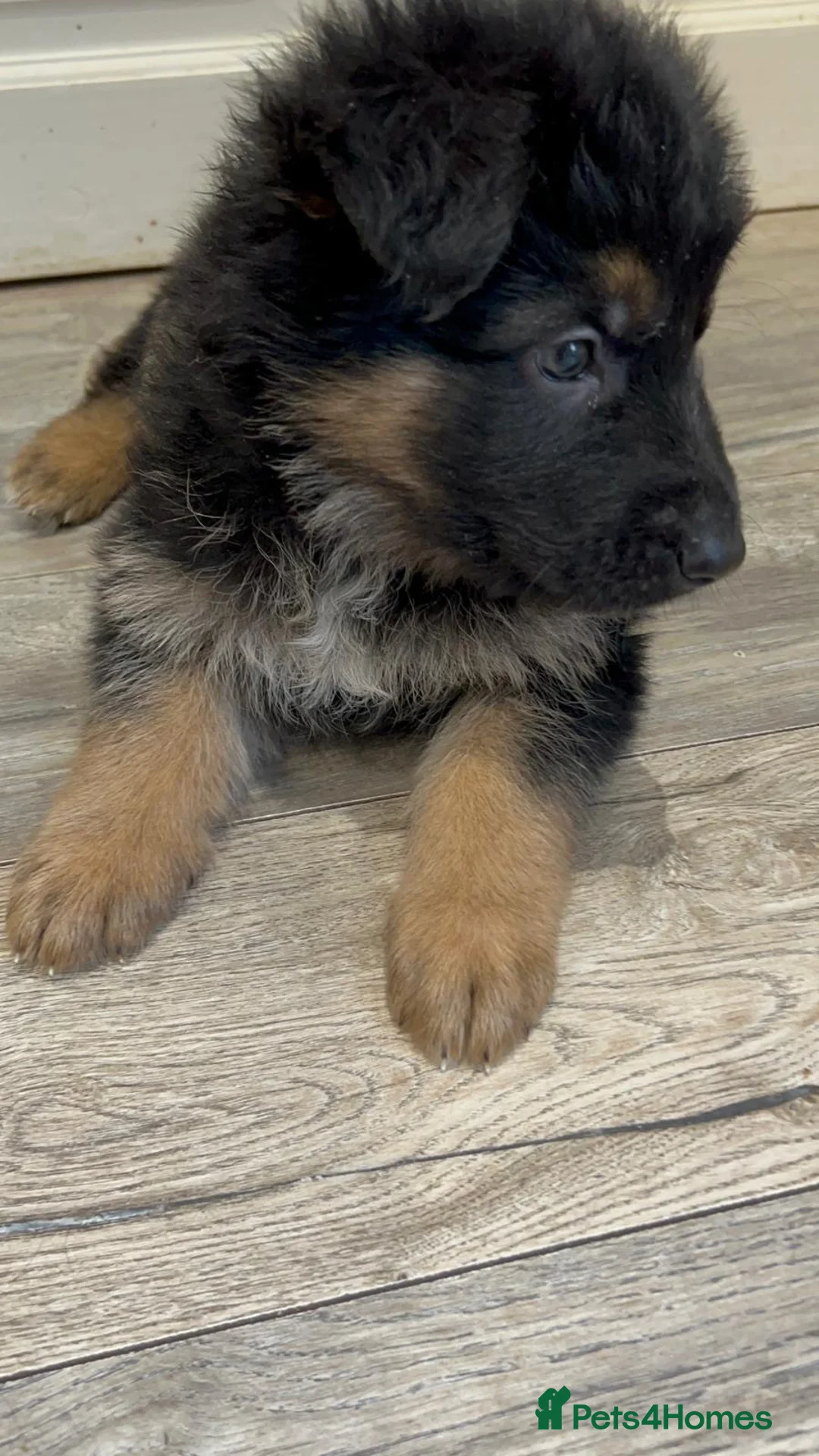 German Shepherd dogs for sale: German Shepard puppie - Advert 6