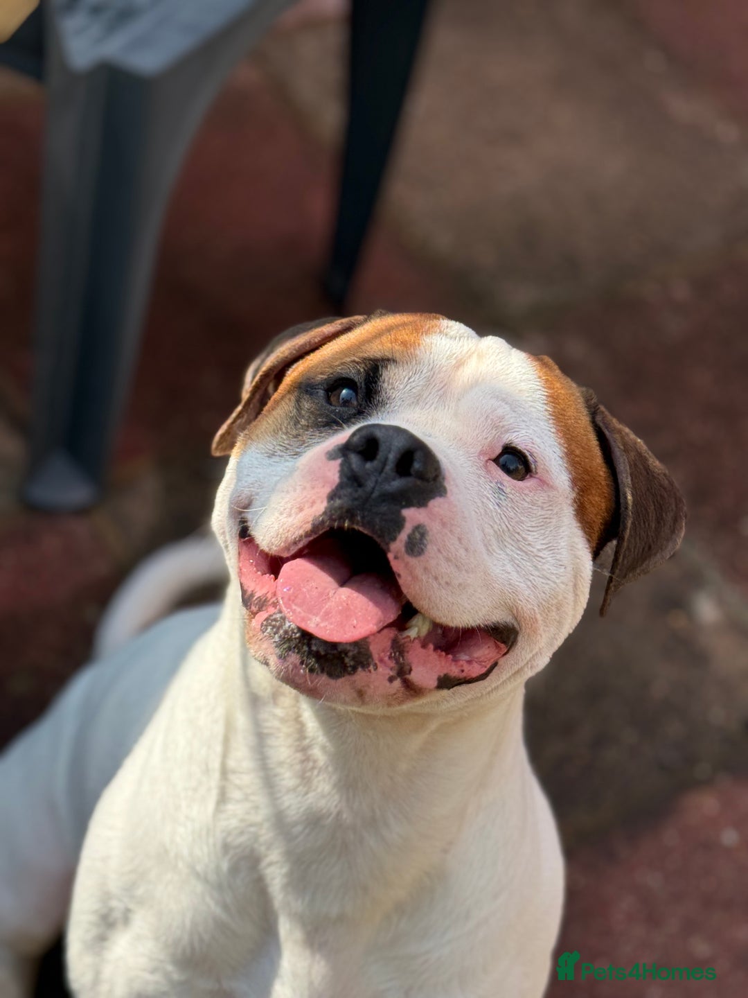 American Bull Staffy dogs for stud: Looking to stud - Image 13