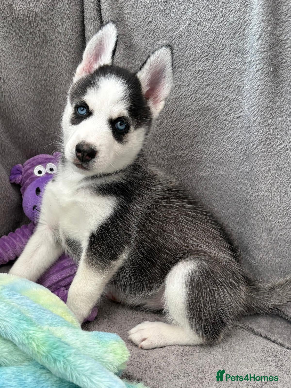 Siberian Husky dogs READY TO BE VIEWED! Gorgeous husky puppies! - Advert 7