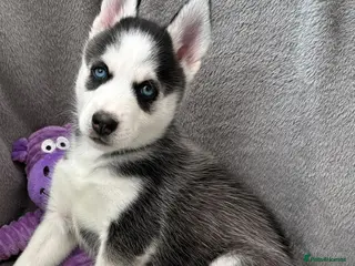 Siberian Husky dogs READY TO BE VIEWED! Gorgeous husky puppies! - Advert 7