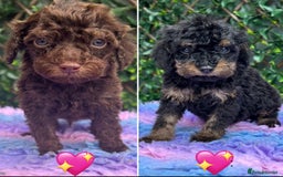 Cavapoo dogs for sale: 1 girl left 💕 f1b cavapoos ready now 🏡 - Image 13