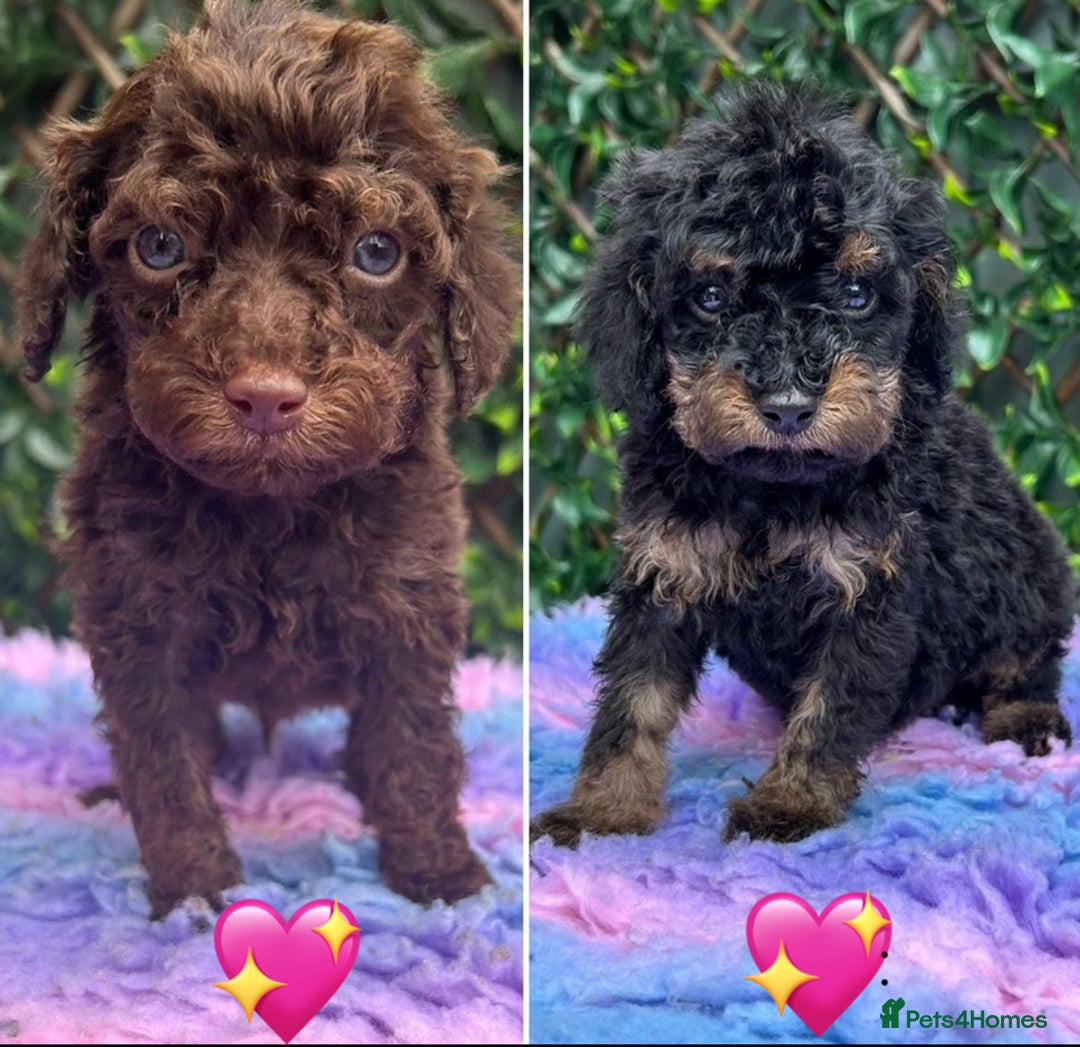 Cavapoo dogs for sale: 1 girl left 💕 f1b cavapoos ready now 🏡 - Image 13