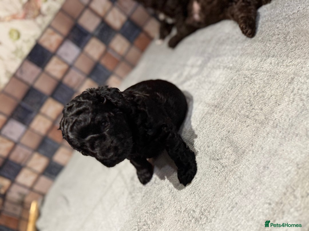 Cockapoo dogs for sale: Cockapoo puppies - Advert 15
