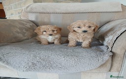 Cockapoo dogs for sale: Stunning black cockapoos  - Image 12