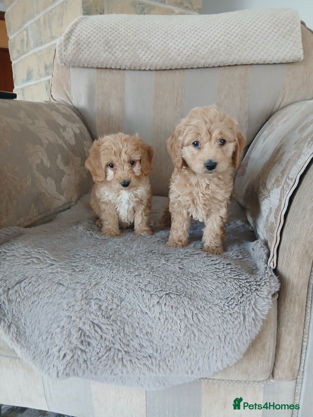 Cockapoo dogs for sale: Stunning black cockapoos  - Image 12