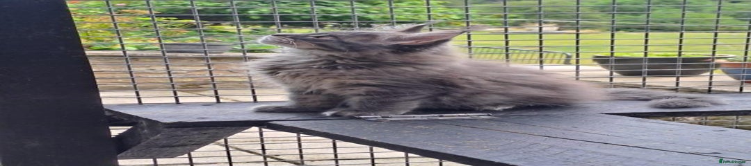 Maine Coon Kitten 1