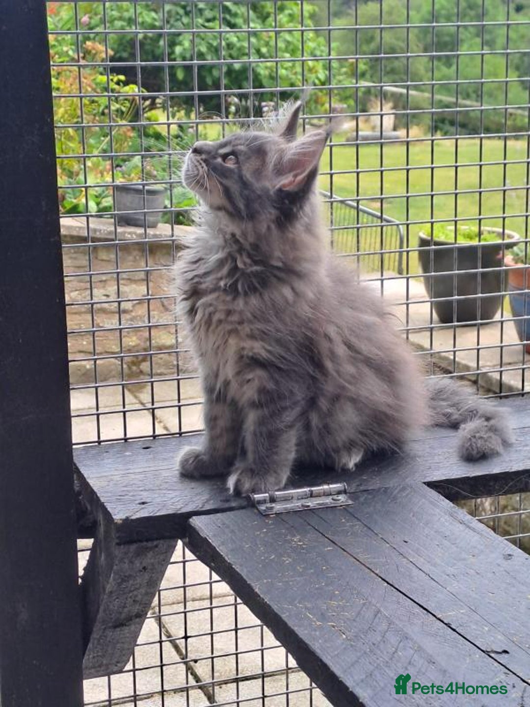 Maine Coon cats for sale: Maine Coon Kittens - Image 6