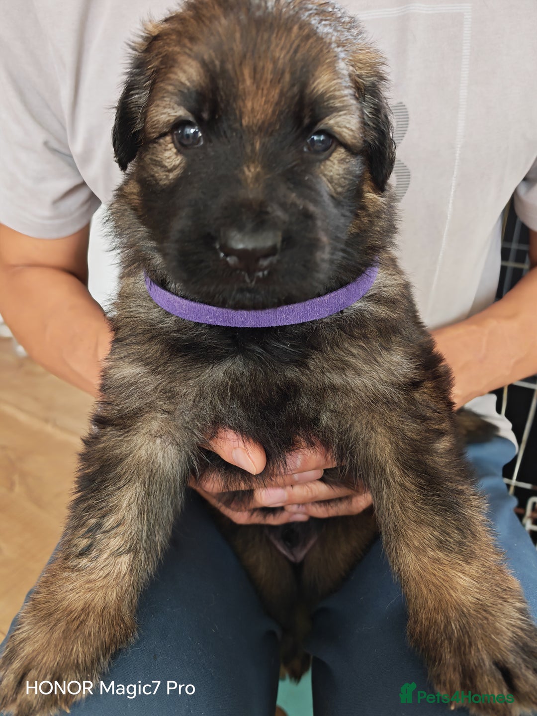 German Shepherd dogs for sale: German Shepherd puppies - Image 6