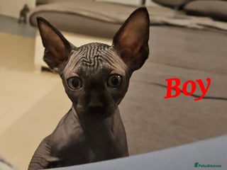 Sphynx cats Beautiful sphynx kittens - Advert 1