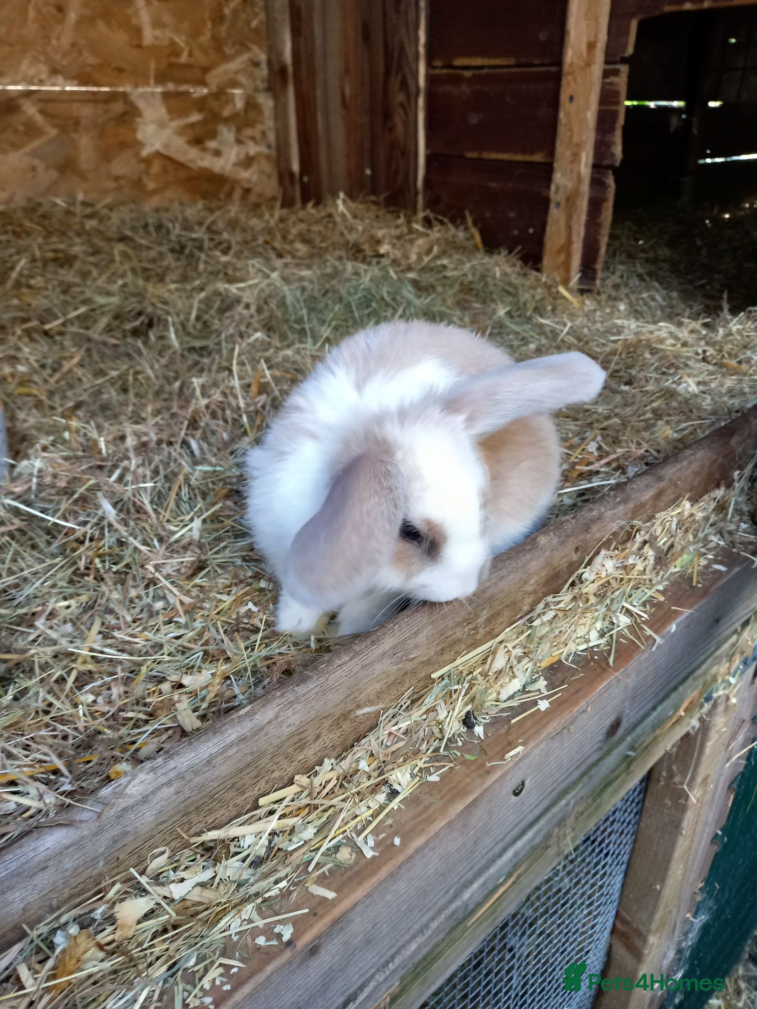 Mini Lop rabbits Reduced Mini lop/plush lop babies  - Advert 2