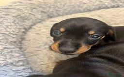 Dachshund dogs for sale: Dashound Puppies - Image 3