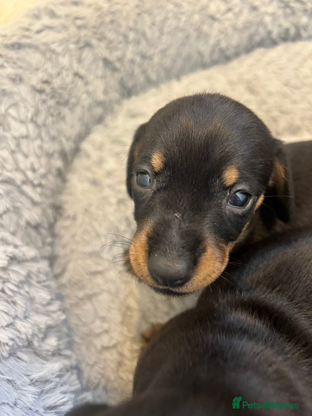 Dachshund dogs for sale: Dashound Puppies - Image 3