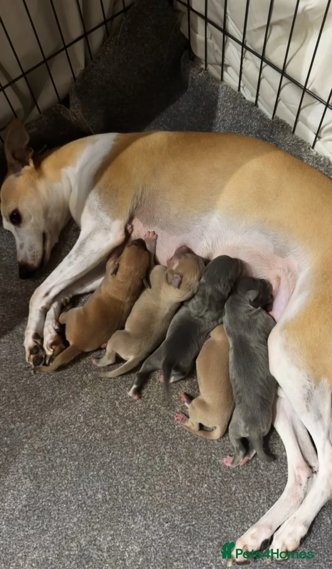 Mixed Breed dogs for sale: 5 Stunning Wiggy Puppies  - Advert 1