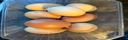 Chickens poultry for sale: Lovely laying hens, 10 months old - Advert 6