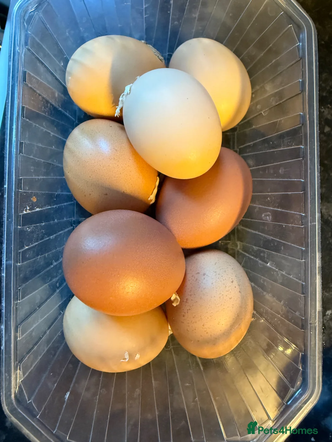 Chickens poultry for sale: Lovely laying hens, 10 months old - Advert 6
