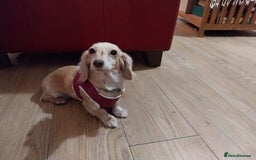 Miniature Dachshund dogs for sale: KC Cream long haired miniature dachshund  - Image 6