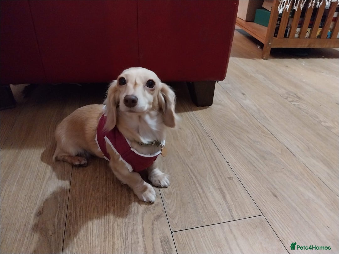 Miniature Dachshund dogs for sale: KC Cream long haired miniature dachshund  - Image 6