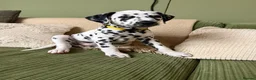 Dalmatian dogs for sale: 4 Girls, 1 Boy KC Dalmatians - ready to leave!  - Advert 10