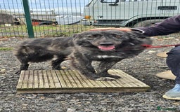 Mixed Breed dogs for adoption: MAGGIE - Image 4