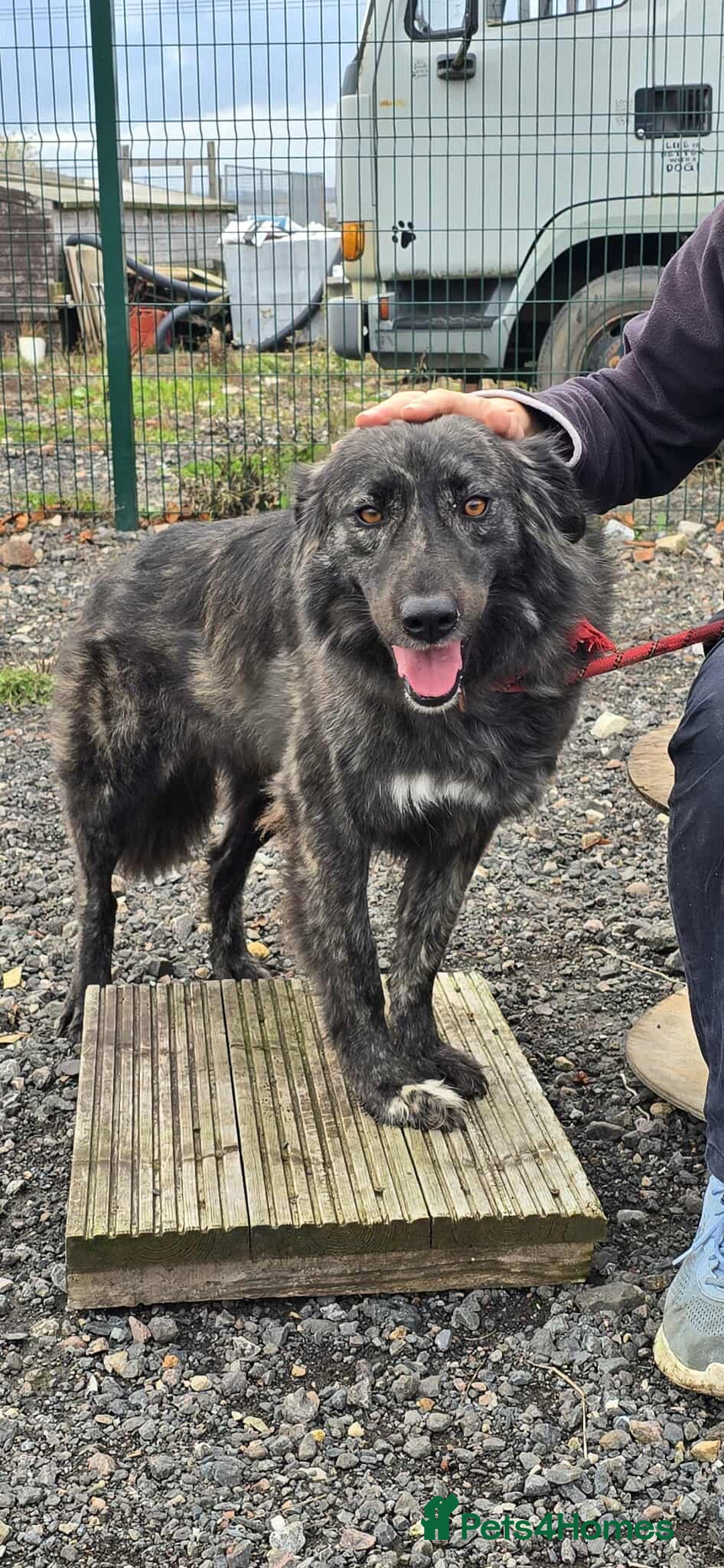 Mixed Breed dogs for adoption: MAGGIE - Image 4