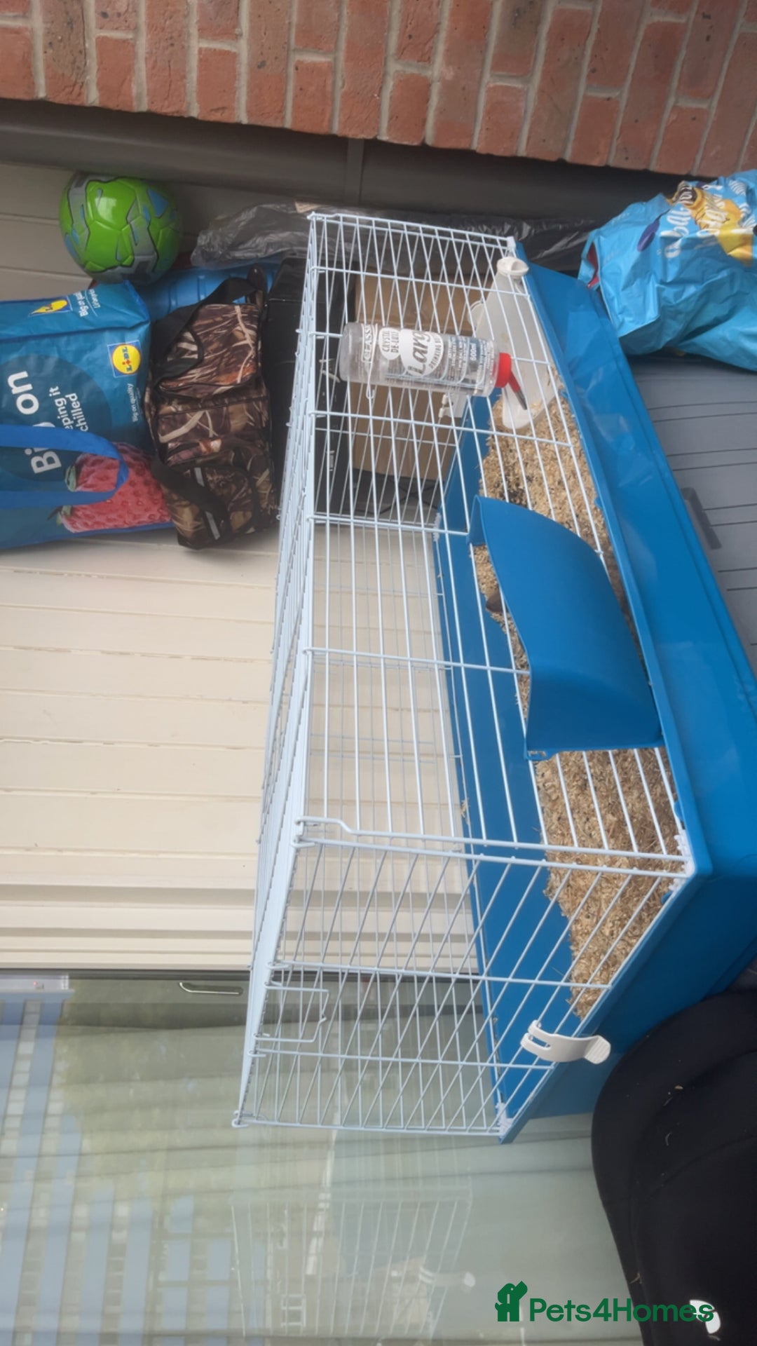 Netherland Dwarf rabbits for sale: Rabbit Netherlands dwarf female 4 months - Advert 3