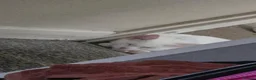 Mixed Breed cats for sale: Milo and arlo  - Advert 6