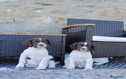 English Springer Spaniel dogs for sale: 3 beautiful boys - Image 7