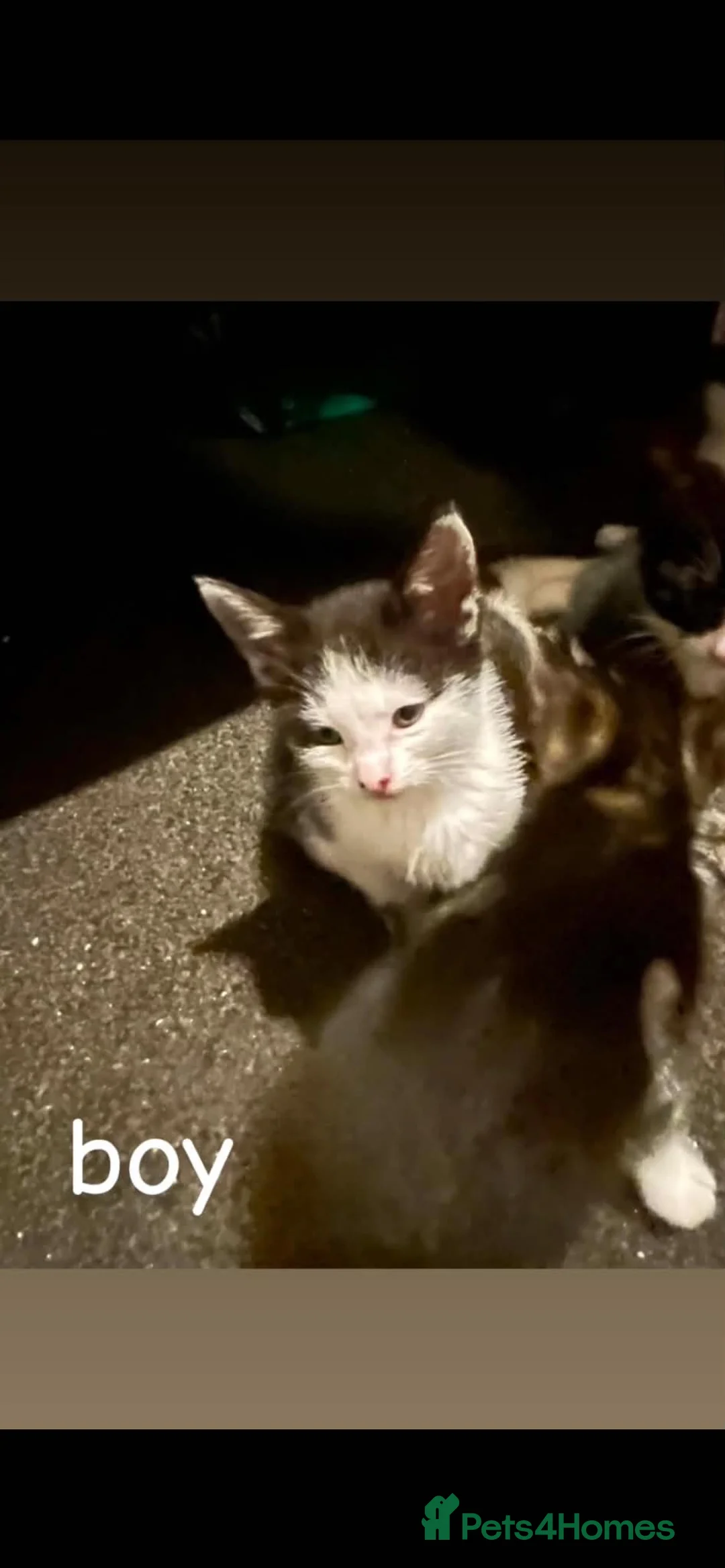 Mixed Breed cats for sale: Kittens  in Edinburgh - Advert 7