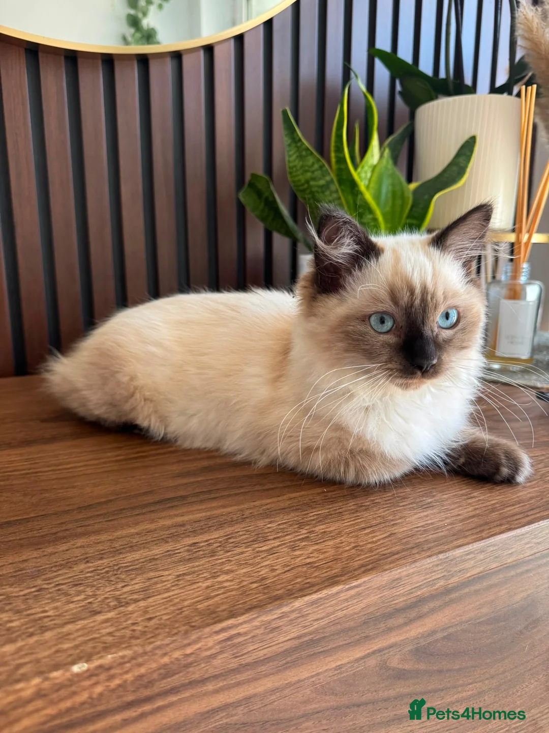Ragdoll cats for sale: Ragdoll Liliac  - Advert 5