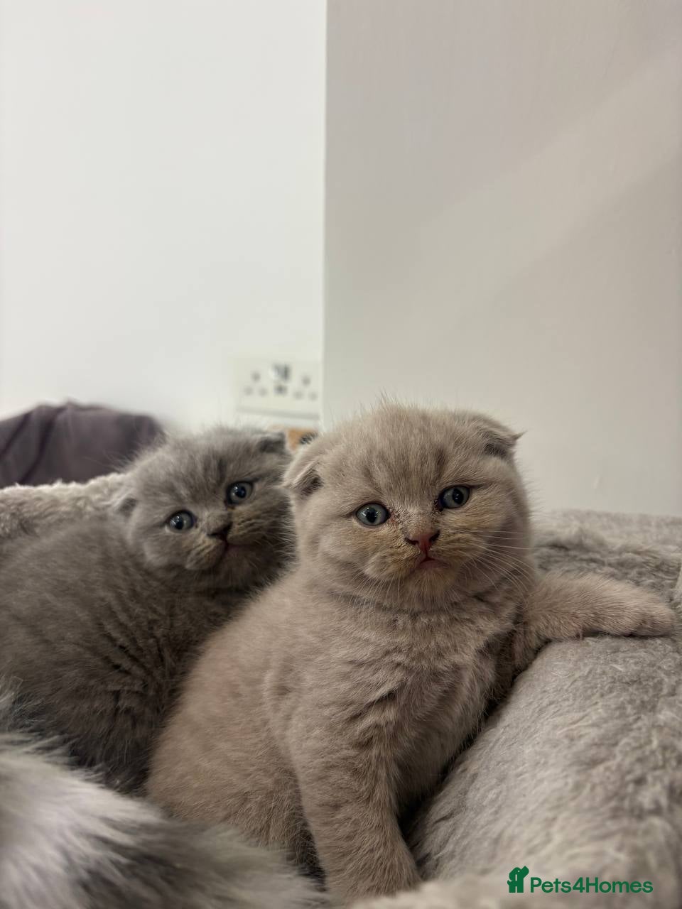 Scottish Fold cats for sale: Amazing Lilac And Blue Scottish Fold Kittens - Advert 3