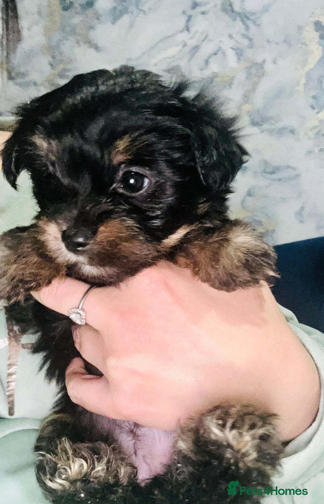 Biewer Terrier dogs for sale: Biewer terrier pups  - Image 4