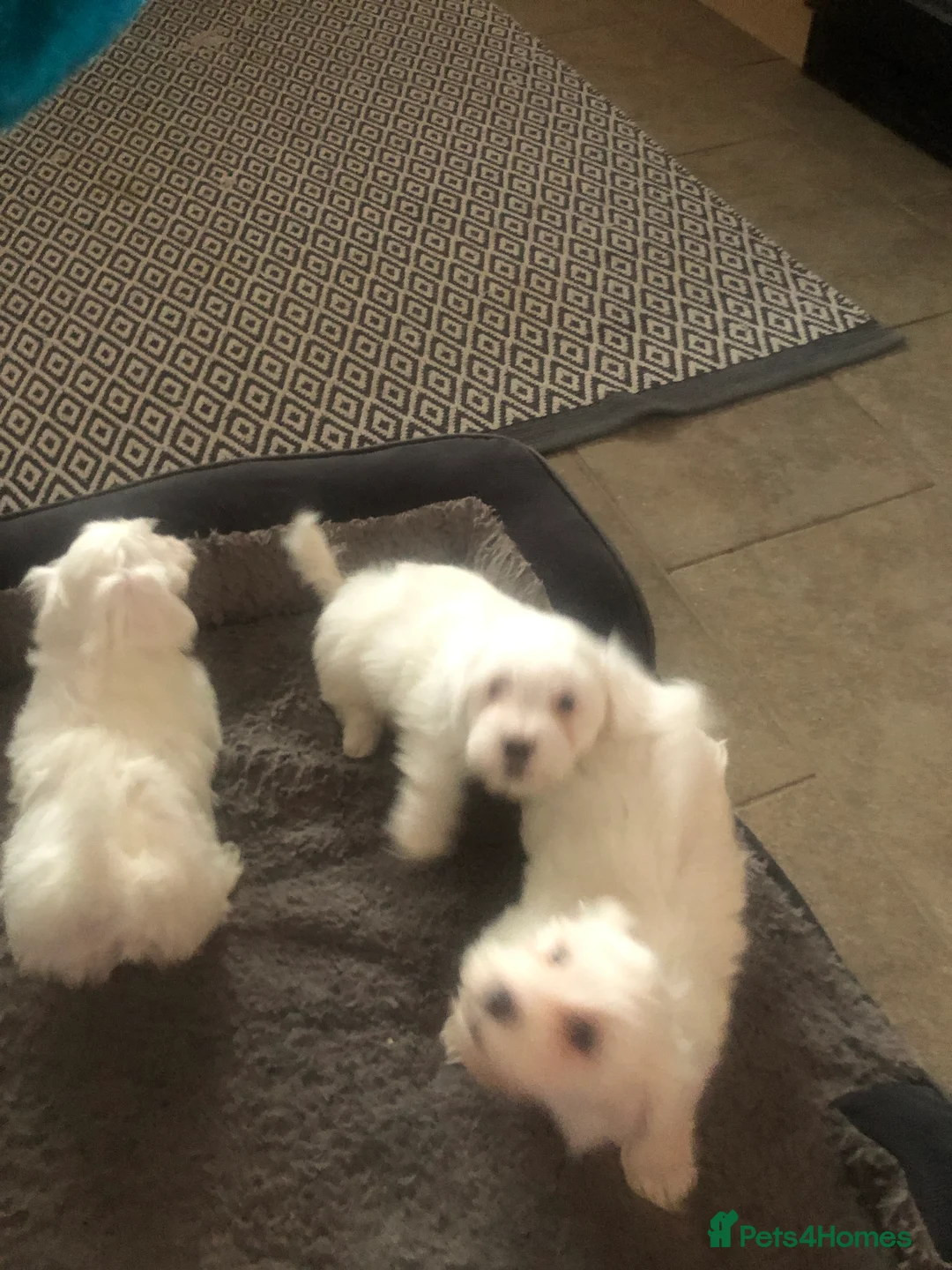 Maltese dogs for sale: Gorgeous Maltese puppies  - Advert 2