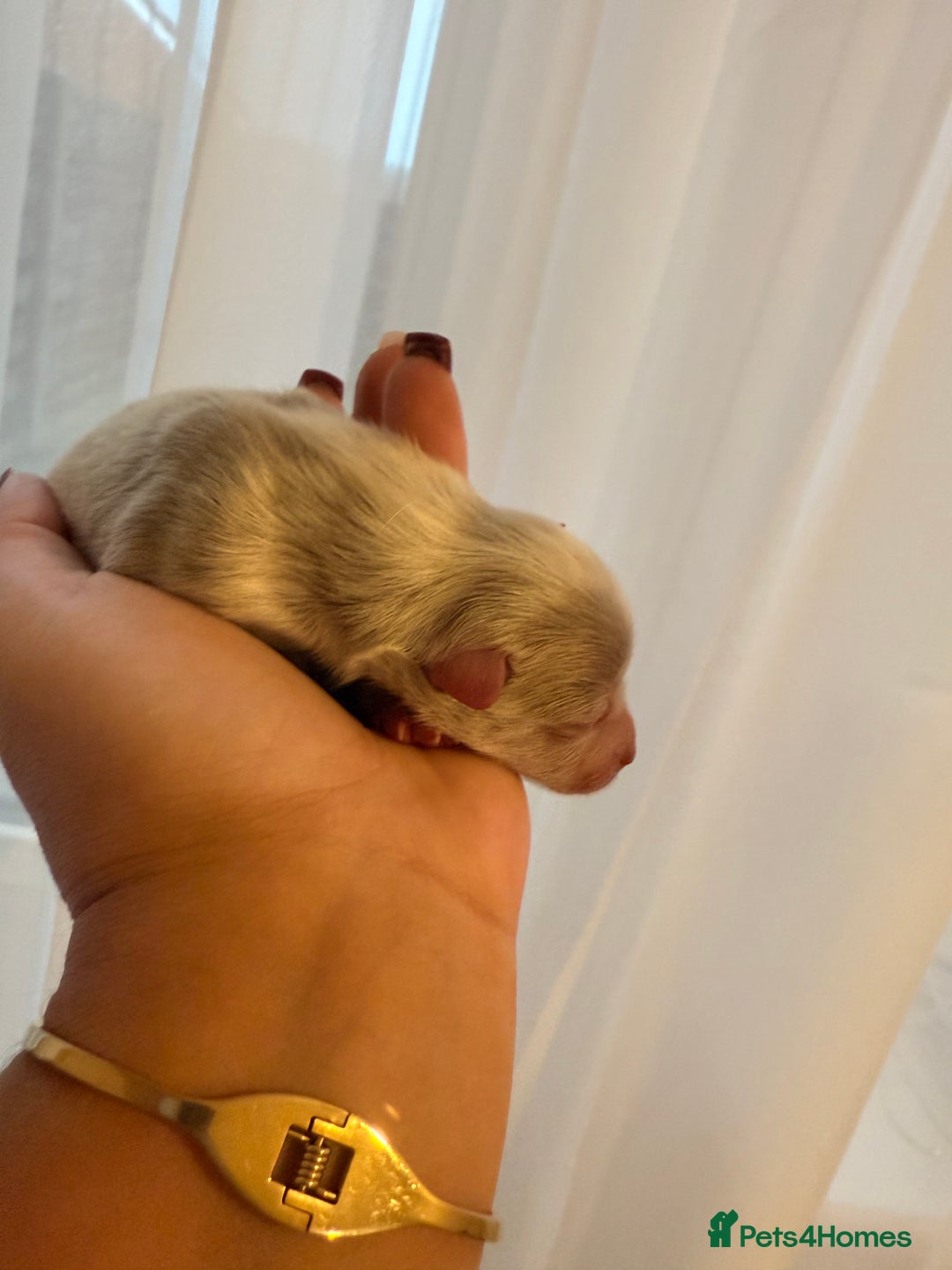 Pomeranian dogs for sale: Small & Fluffy Pomeranian Puppies Ready to Reserve - Advert 7