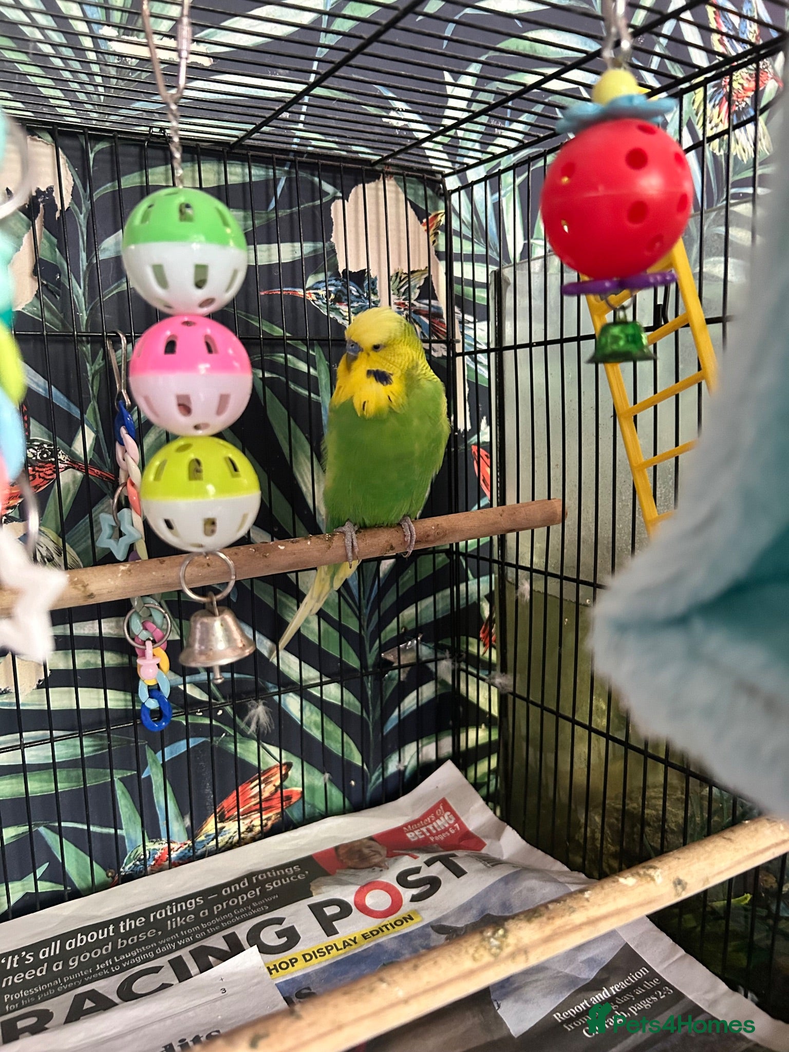 Budgerigars birds 2 x budgies and cage for sale  - Advert 2