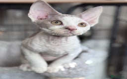 Devon Rex cats for sale: Adorable pedigree Devon Rex  - Image 11