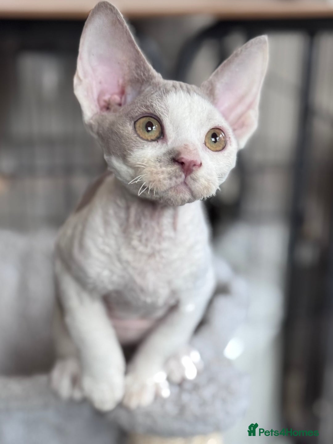 Devon Rex cats for sale: Adorable pedigree Devon Rex  - Image 11