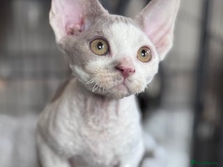 Devon Rex cats - Advert 1