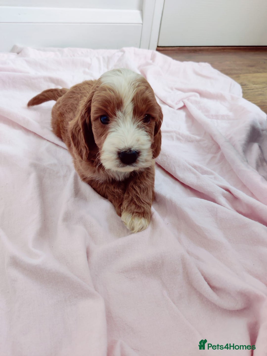 Cockapoo dogs for sale: Gorgeous Cockapoo Puppies  - Image 3