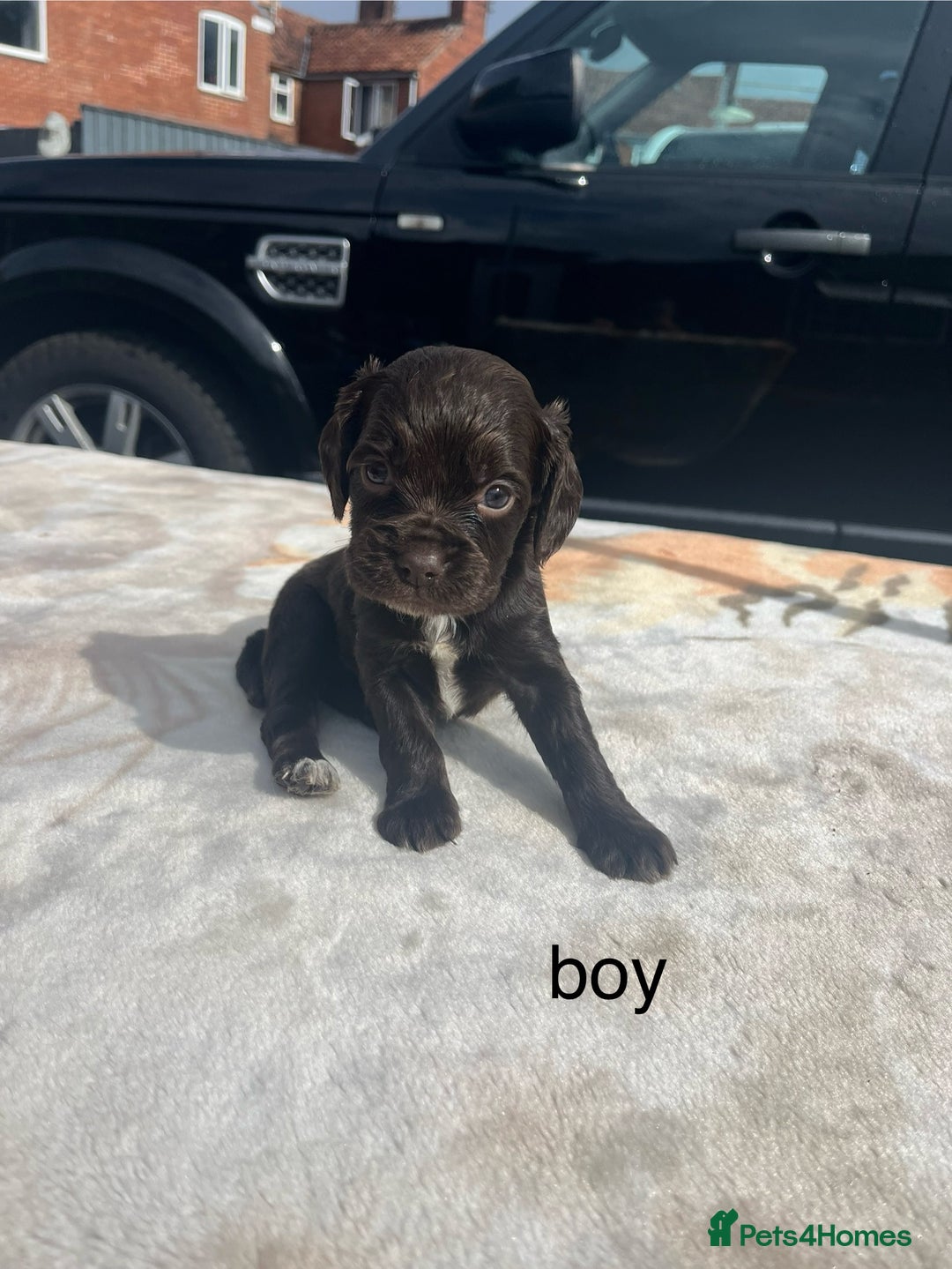 Cocker Spaniel dogs for sale: cocker spaniel puppies - Image 12