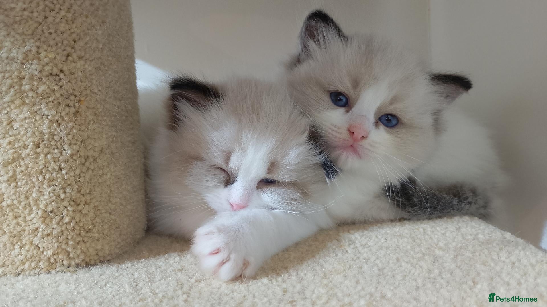 Ragdoll cats Stunning Bi-colour Ragdolls - Advert 10