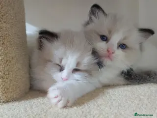Ragdoll cats Stunning Bi-colour Ragdolls - Advert 10