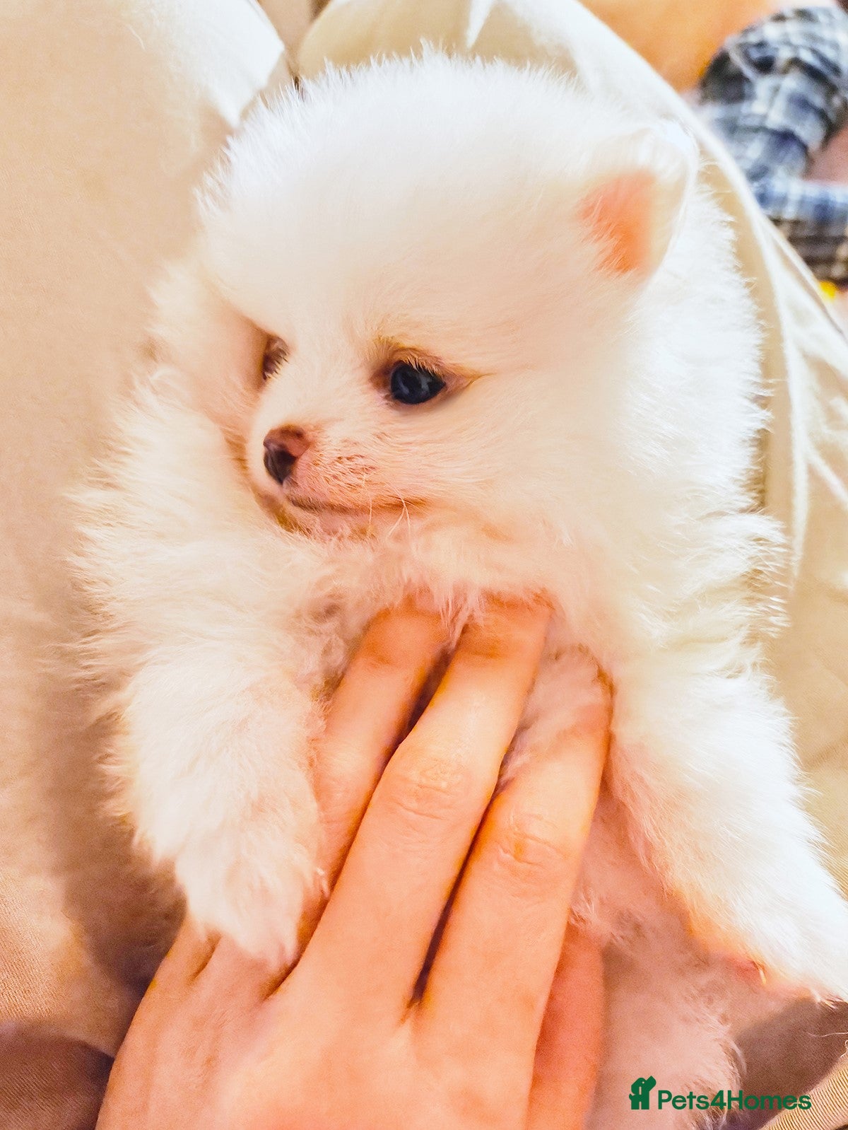 Pomeranian dogs 1 girl left - white/cream KC Pomeranian puppies  - Advert 3