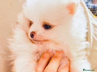 Pomeranian dogs 1 girl left - white/cream KC Pomeranian puppies - Advert 4